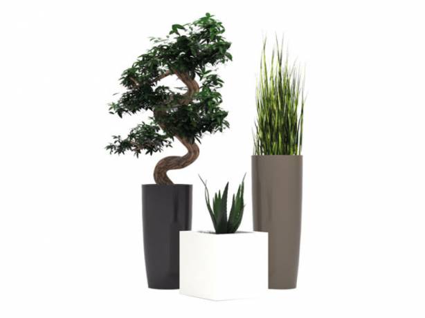 Eol - Végétaux décoratifs EOL-PLANTES Environnement & décoration